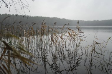 Uzun otlar ve sazlıklar göl kıyısında yavaşça sallanırken, arka planda dallara tutunan damlacıklar ve yumuşak sonbahar renkleriyle