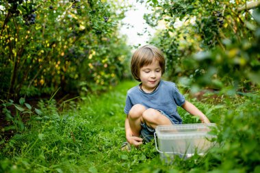 Sıcak ve güneşli bir yaz gününde organik yaban mersini çiftliğinde taze böğürtlen toplayan tatlı bir çocuk. Küçük çocuklar için taze sağlıklı organik yiyecekler. Yazın aile aktiviteleri.