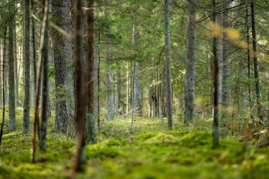 Uzun çam ağaçları, yosun kaplı zemin ve yemyeşil yemyeşil huzurlu, dokunulmamış bir atmosfer yaratan sakin bir Litvanya ormanı..