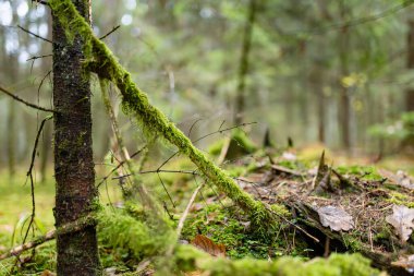 Uzun çam ağaçları, yosun kaplı zemin ve yemyeşil yemyeşil huzurlu, dokunulmamış bir atmosfer yaratan sakin bir Litvanya ormanı..