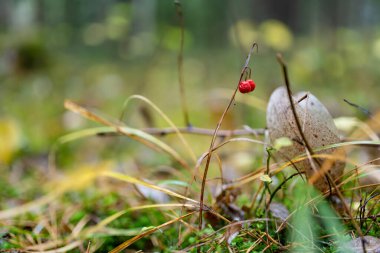 Vadideki parlak kırmızı zambak yosunların ve orman zeminine dökülen yaprakların üzerinde narin bir şekilde asılı duruyor..