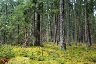 Uzun çam ağaçları, yosun kaplı zemin ve yemyeşil yemyeşil huzurlu, dokunulmamış bir atmosfer yaratan sakin bir Litvanya ormanı..