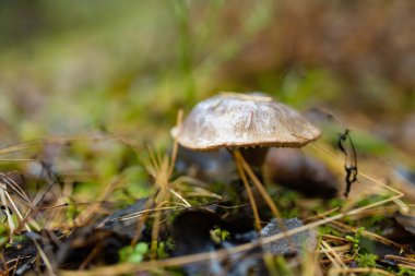 Yalnız kahverengi bir mantar, yosun, çam iğneleri ve orman zemininde nemli taşlar arasında yetişir..