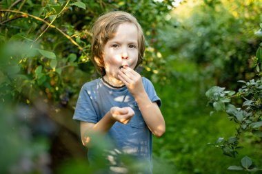 Sıcak ve güneşli bir yaz gününde organik yaban mersini çiftliğinde taze böğürtlen toplayan tatlı bir çocuk. Küçük çocuklar için taze sağlıklı organik yiyecekler. Yazın aile aktiviteleri.