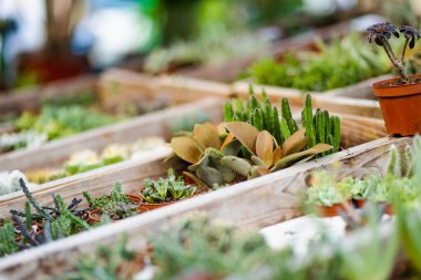 Bir serada ya da bahçe merkezinde küçük bir saksı sulu ve kaktüs koleksiyonu sergilenir..