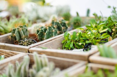 Bir serada ya da bahçe merkezinde küçük bir saksı sulu ve kaktüs koleksiyonu sergilenir..