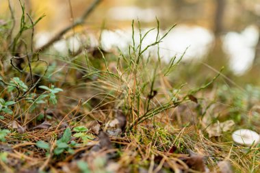 Litvanya 'nın yosunlu orman zemininin liken kaplı dalları ve yumuşak yeşil dokularıyla yakın çekimi. Doğada güzellik.