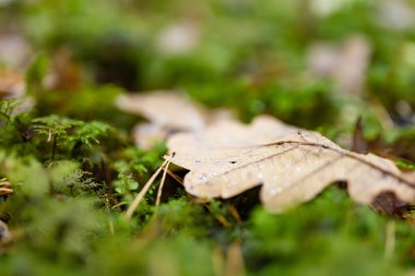 Litvanya 'nın yosunlu orman zemininin liken kaplı dalları ve yumuşak yeşil dokularıyla yakın çekimi. Doğada güzellik.