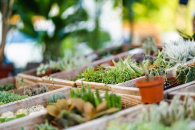 Bir serada ya da bahçe merkezinde küçük bir saksı sulu ve kaktüs koleksiyonu sergilenir..