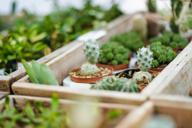 Bir serada ya da bahçe merkezinde küçük bir saksı sulu ve kaktüs koleksiyonu sergilenir..