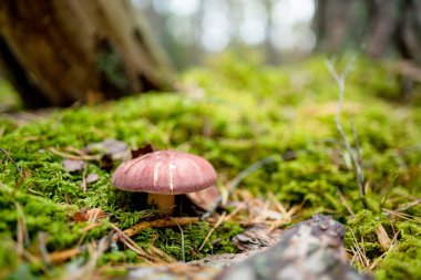 Yalnız kahverengi bir mantar, yosun, çam iğneleri ve orman zemininde nemli taşlar arasında yetişir..