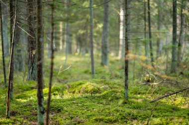 Uzun çam ağaçları, yosun kaplı zemin ve yemyeşil yemyeşil huzurlu, dokunulmamış bir atmosfer yaratan sakin bir Litvanya ormanı..