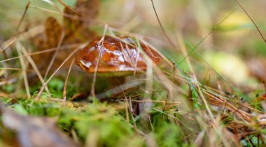 Parlak kahverengi bir mantar, orman zemininde yosun, ot ve çam iğneleri arasında nem ile parlar..