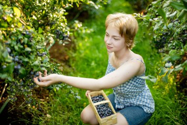 Sıcak ve güneşli bir yaz gününde organik yaban mersini çiftliğinde taze böğürtlen toplayan tatlı genç kız. Taze sağlıklı organik gıda. Yazın aile aktiviteleri.