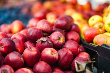 Litvanya 'nın Vilnius kentindeki yıllık bahar festivalinde çiftçilere satılan tahta kasalarda taze kırmızı ve sarı elmalar.