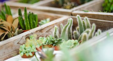 Bir serada ya da bahçe merkezinde küçük bir saksı sulu ve kaktüs koleksiyonu sergilenir..