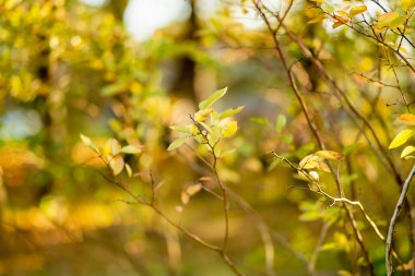İnce sonbahar dalları yumuşak odaklı sarı-yeşil yapraklar ve sıcak güneş ışığı