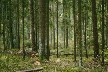 Uzun çam ağaçları, yosun kaplı zemin ve yemyeşil yemyeşil huzurlu, dokunulmamış bir atmosfer yaratan sakin bir Litvanya ormanı..