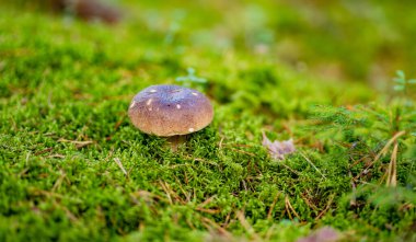 Yalnız kahverengi bir mantar, yosun, çam iğneleri ve orman zemininde nemli taşlar arasında yetişir..