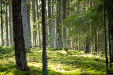 Uzun çam ağaçları, yosun kaplı zemin ve yemyeşil yemyeşil huzurlu, dokunulmamış bir atmosfer yaratan sakin bir Litvanya ormanı..