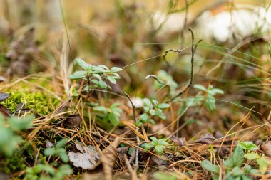 Litvanya 'nın yosunlu orman zemininin liken kaplı dalları ve yumuşak yeşil dokularıyla yakın çekimi. Doğada güzellik.