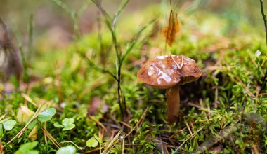 Parlak kahverengi bir mantar, orman zemininde yosun, ot ve çam iğneleri arasında nem ile parlar..