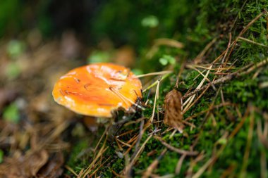 Kırmızı merkezli parlak turuncu bir mantar çam iğneleri, dallar ve nemli orman kalıntıları arasında yetişir..