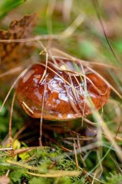 Parlak kahverengi bir mantar, orman zemininde yosun, ot ve çam iğneleri arasında nem ile parlar..