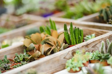 Bir serada ya da bahçe merkezinde küçük bir saksı sulu ve kaktüs koleksiyonu sergilenir..