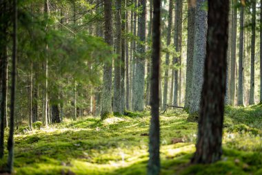 Uzun çam ağaçları, yosun kaplı zemin ve yemyeşil yemyeşil huzurlu, dokunulmamış bir atmosfer yaratan sakin bir Litvanya ormanı..