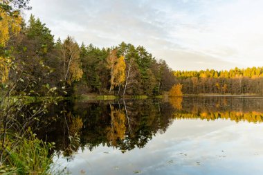 Sonbahar mevsiminde Balzis Gölü 'nün güzel manzarası. Küçük bir gölü çevreleyen çam ormanları. Vilnius, Litvanya yakınlarındaki manzaralı sonbahar manzarası.
