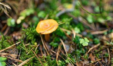 Kırmızı merkezli parlak turuncu bir mantar çam iğneleri, dallar ve nemli orman kalıntıları arasında yetişir..
