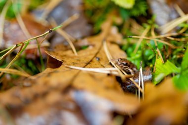 Küçük kahverengi bir kurbağa orman zemininde düşmüş meşe yaprakları, çam iğneleri ve yeşil bitkilerin arasında saklanır..