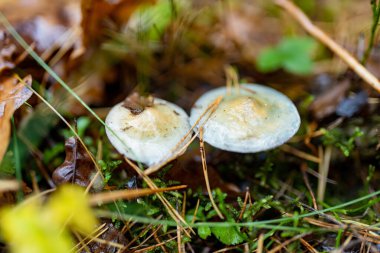 Sarı merkezli iki parlak, soluk mantar orman zemininde yosun, çam iğneleri ve nemli yapraklar arasında yetişir.
