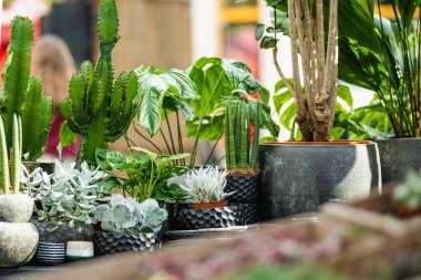 Dekoratif seramik ve taş ekiciler içinde lezzetli saksılar ve kaktüslerin sanatsal bir gösterisi, şık yeşil bir düzenleme yaratıyor.