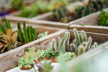 Bir serada ya da bahçe merkezinde küçük bir saksı sulu ve kaktüs koleksiyonu sergilenir..
