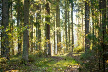 Uzun çam ağaçları, yosun kaplı zemin ve yemyeşil yemyeşil huzurlu, dokunulmamış bir atmosfer yaratan sakin bir Litvanya ormanı..