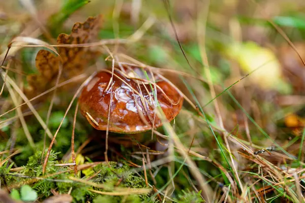 Parlak kahverengi bir mantar, orman zemininde yosun, ot ve çam iğneleri arasında nem ile parlar..