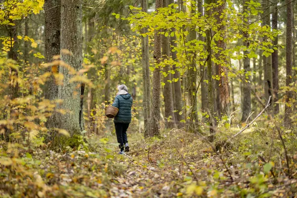 Elinde sepeti olan bir adam, muhtemelen yosun ve ağaçların arasında, huzurlu bir Litvanya ormanında yürüyor..