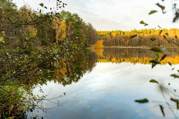 Sonbahar mevsiminde Balzis Gölü 'nün güzel manzarası. Küçük bir gölü çevreleyen çam ormanları. Vilnius, Litvanya yakınlarındaki manzaralı sonbahar manzarası.