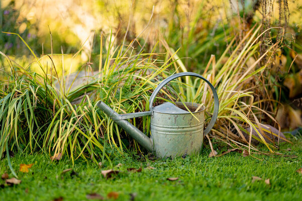 Проветриваемая металлическая банка для полива на зеленой траве рядом с высокими садовыми растениями