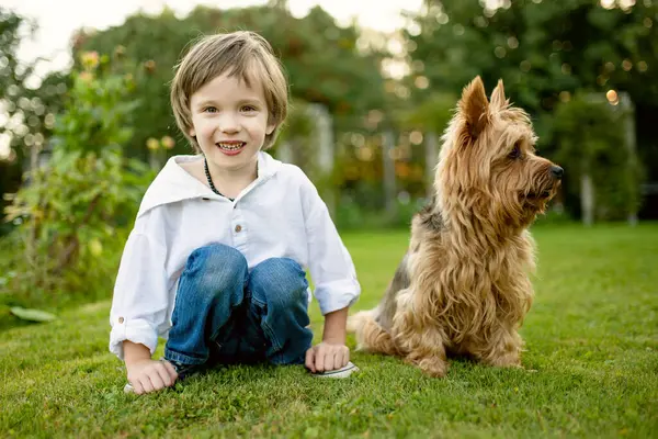 Mutlu genç bir çocuk, Avustralya teriyerinin yanında çimenlerde oturur, bahçede keyifli bir anın tadını çıkarır.