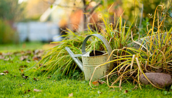 Проветриваемая металлическая банка для полива на зеленой траве рядом с высокими садовыми растениями