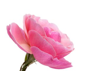 Pembe Gül beyaz arkaplanda izole edildi