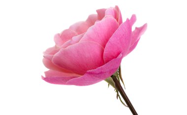 Pembe Gül beyaz arkaplanda izole edildi