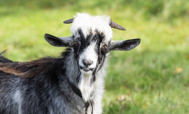 Keçi çayırda otluyor.