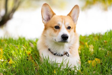 Corgi Welsh Pembroke sonbaharda yürüyüşe çıkıyor.
