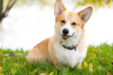 Corgi Welsh Pembroke sonbaharda yürüyüşe çıkıyor.