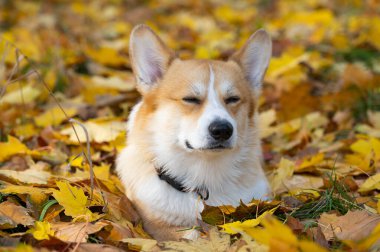 Corgi Welsh Pembroke sonbaharda yürüyüşe çıkıyor.