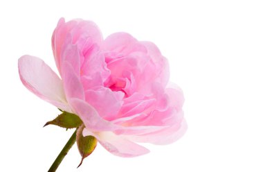 Beyaz arkaplanda izole edilmiş pembe küçük gül